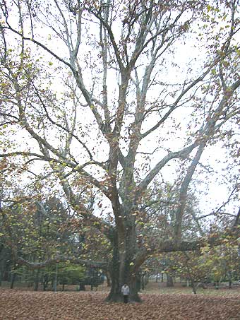 Budapest: Größenverhältnis Baum-Mensch