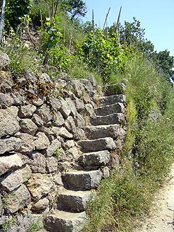 Ischia: Steintreppe zu Weinberg