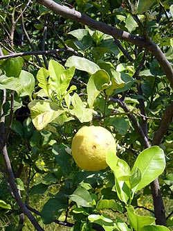 Ischia: Zitronenbaum mit Zitrone