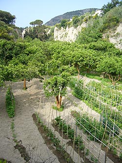 Ischia - Panza: Garten