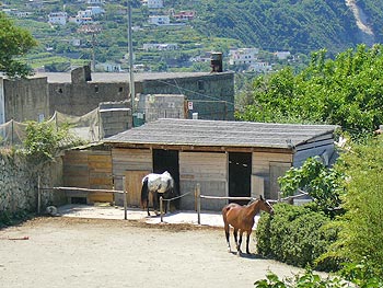 Ischia - Panza: Reitpferde