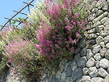Ischia - Panza: Trockenmauer mit Blumen