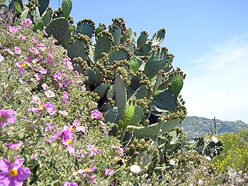 Ischia - Panza: Punta Imperatore - Kaktus