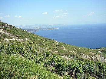 Ischia: Panorama