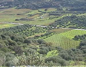 Olivenfelder