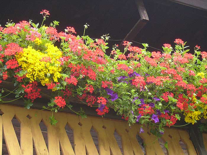 Winnebach: Blumenpracht an einem Bauernhof