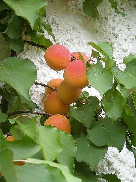 Winnebach: Aprikosenbaum an der Hausmauer